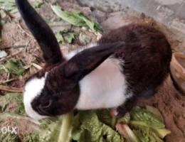 Rabbit For Sale