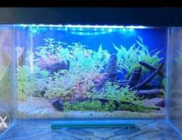 Fish tank for sale