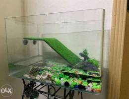 Pet Turtle with tank