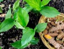 Turmeric Plant