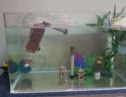 Fish Tank for Sale