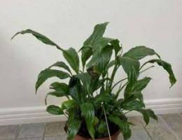 Plant for sale - peace lily