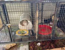 BIG cage and one rabit ,2 ducks for sale,