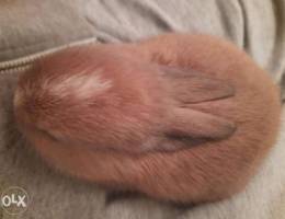 Baby Rabbit's For Sale