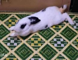 Male Rabbit for sale