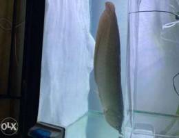 arowana