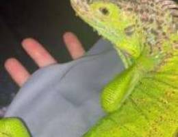 Tamed green iguana for sale