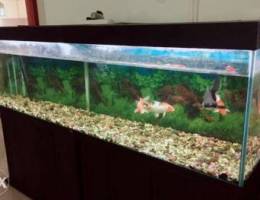 Large Aquarium for Sale