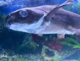 for sale catfish shark Ù„Ù„Ø¨ÙŠØ¹ Ø³Ù…Ùƒ Ù‚Ø±Ø´ Ø²ÙŠÙ†Ø©