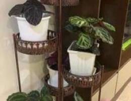 Plant Stand