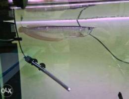 Silver arowana for sale