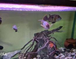 Green terrors, severum pair for sale