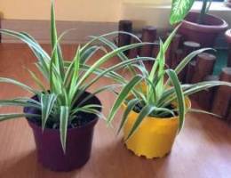 Spider plants