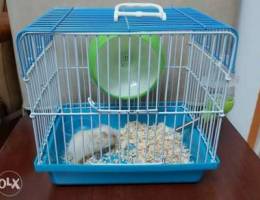 Hamster pup and small cage