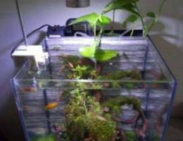 Aquascapes planted