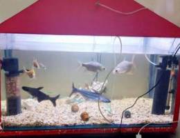 Fish Tank with Fish and All Accessories