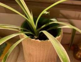 spider Plant