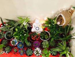 Plants for sale