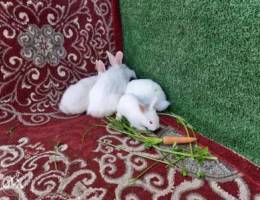 for sale rabbit