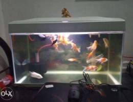 Fish tank sale with fish