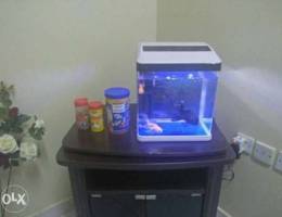 Fish with fish tank