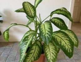 Plant for sale - 4 stems