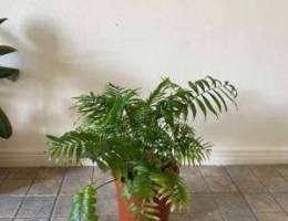 Plant for sale