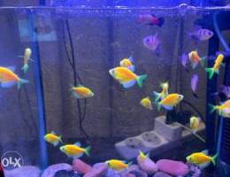 Beautiful Fish Aquarium with Fishes