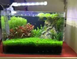 planted tank for sale