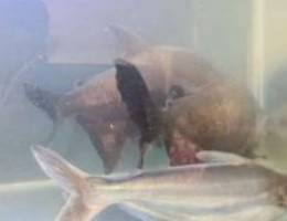 2pacu(pirana breed),5gold fish/koi,1shark ...