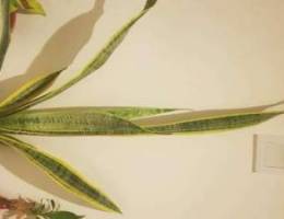 Snake plant indoor