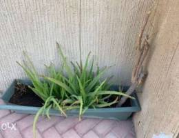 healthy plants in pots