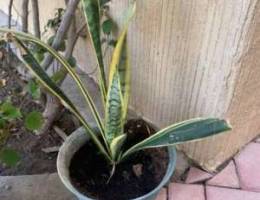 pots with nice plants