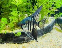 Black zebra Angel fish