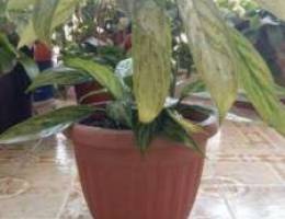 Plants for sale