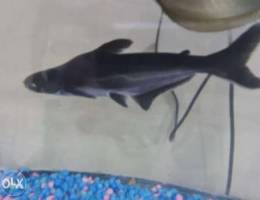 Shark catfish for sale