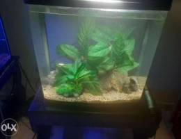 Fish tank for sale with fish