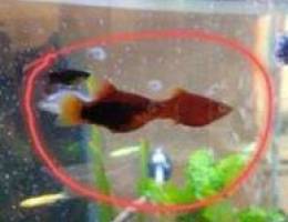 Beautiful Balloon moly and Platy fish for ...