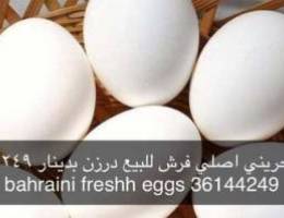 bahraini fresh egg Ø¨ÙŠØ¶ Ø¨Ø­Ø±ÙŠÙ†ÙŠ Ù„Ù„Ø¨ÙŠØ¹