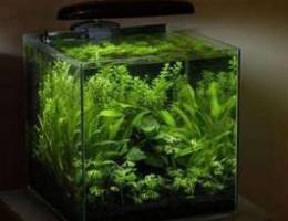 Aquascape