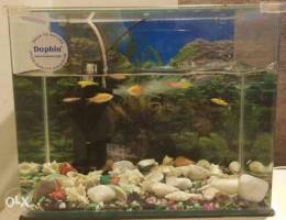 Fish tank with fish and filter pump