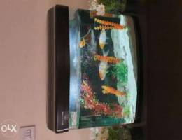 Fish tank