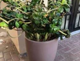 Desert Rose plants for sale