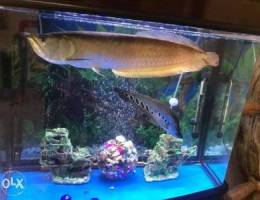 Arowana and Khoili fish for sale