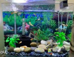 **Aquarium For Sale**