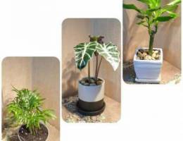 Beautiful indoor plants Ù†Ø¨Ø§ØªØ§Øª Ø¯Ø§Ø®Ù„ÙŠØ© Ù…ØªÙ†Ùˆ...