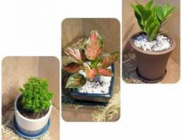 Beautiful indoor plants Ù†Ø¨Ø§ØªØ§Øª Ø¯Ø§Ø®Ù„ÙŠØ© Ù…ØªÙ†Ùˆ...