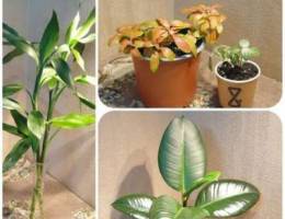 Beautiful indoor plants Ù†Ø¨Ø§ØªØ§Øª Ø¯Ø§Ø®Ù„ÙŠØ© Ø¬Ù…ÙŠÙ„...