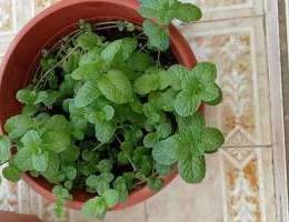 Small plant for sale-mint plant