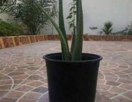 Aloe vera plant